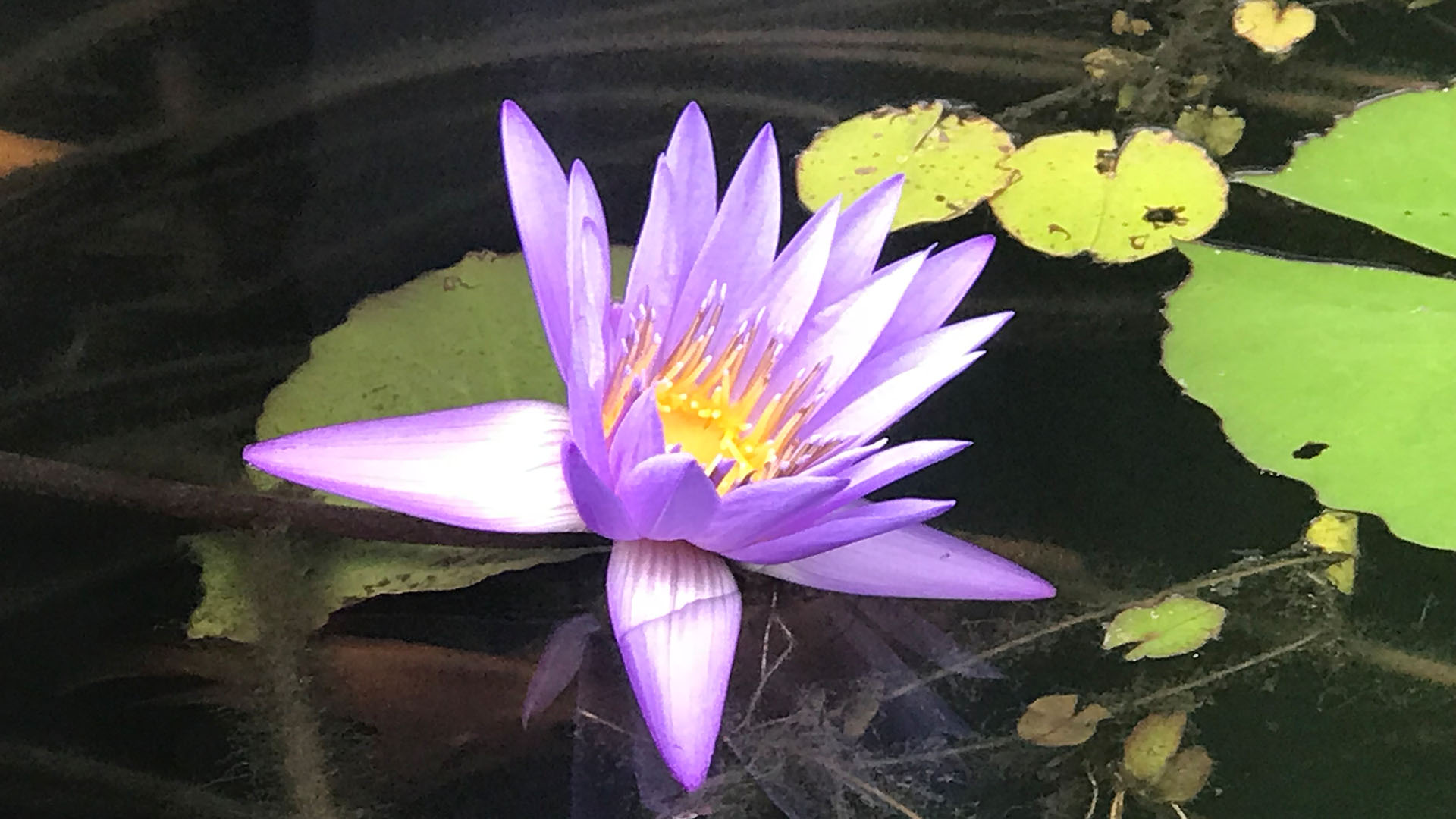 Schwebende Lotusblüte