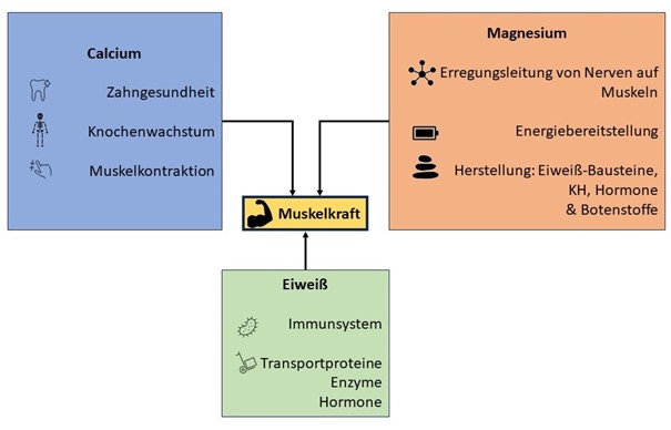 Calcium, Magnesium und Eiweiß wirken zusammen | Bildquelle: Deutsches Institut für Sporternährung e.V.